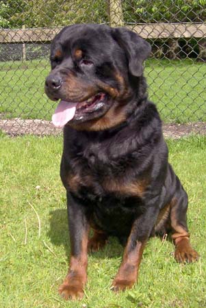 Erik Alias Dyson